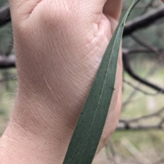 Acacia pycnantha (Golden Wattle) at Ringwood Tank - 22 Jul 2023 by Darcy