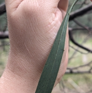 Acacia pycnantha at Ringwood, NSW - 22 Jul 2023