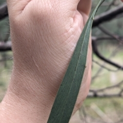 Acacia pycnantha (Golden Wattle) at Ringwood, NSW - 22 Jul 2023 by Darcy