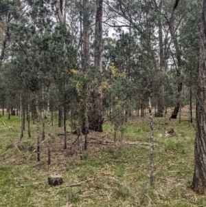 Acacia pycnantha at Ringwood, NSW - 22 Jul 2023 02:46 PM