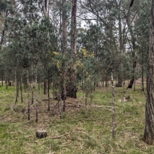 Acacia pycnantha at Ringwood, NSW - 22 Jul 2023