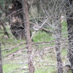 Microeca fascinans at Ringwood, NSW - 22 Jul 2023 02:51 PM