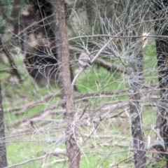 Microeca fascinans at Ringwood, NSW - 22 Jul 2023