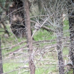 Microeca fascinans at Ringwood, NSW - 22 Jul 2023