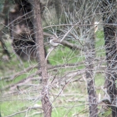 Microeca fascinans at Ringwood, NSW - 22 Jul 2023 02:51 PM