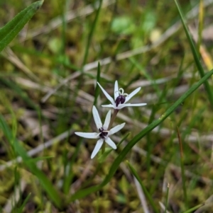 Wurmbea dioica subsp. dioica at Ringwood, NSW - 22 Jul 2023