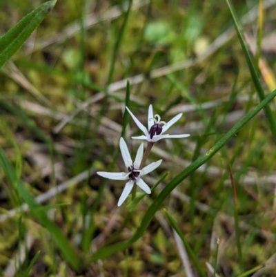 Wurmbea dioica subsp. dioica (Early Nancy) at Ringwood Tank - 22 Jul 2023 by Darcy