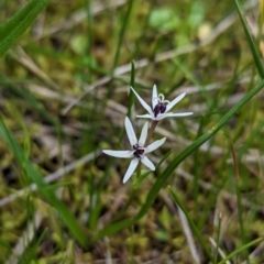 Wurmbea dioica subsp. dioica at Ringwood, NSW - 22 Jul 2023 02:52 PM