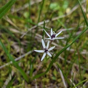 Wurmbea dioica subsp. dioica at Ringwood, NSW - 22 Jul 2023