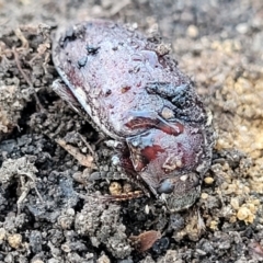 Unverified Beetle (Coleoptera) at Tianjara, NSW - 22 Jul 2023 by trevorpreston