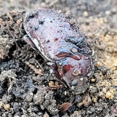 Unidentified Beetle (Coleoptera) at Tianjara, NSW - 22 Jul 2023 by trevorpreston