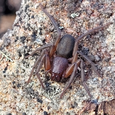 Unidentified Other hunting spider at Tianjara, NSW - 22 Jul 2023 by trevorpreston