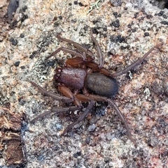 Gnaphosidae or Trochanteriidae (families) at Tianjara, NSW - 22 Jul 2023 10:43 AM