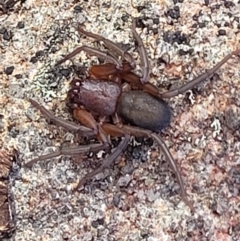 Gnaphosidae or Trochanteriidae (families) at Tianjara, NSW - 22 Jul 2023 10:43 AM
