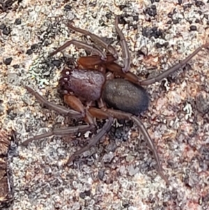 Gnaphosidae or Trochanteriidae (families) at Tianjara, NSW - 22 Jul 2023 10:43 AM