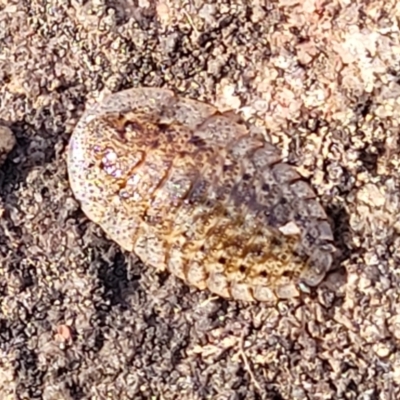 Laxta friedmani (Friedman's trilobite cockroach) at Tianjara, NSW - 22 Jul 2023 by trevorpreston