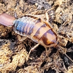 Robshelfordia sp. (genus) (A Shelford cockroach) at Tianjara, NSW - 22 Jul 2023 by trevorpreston
