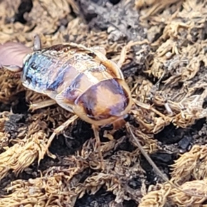 Robshelfordia sp. (genus) at Tianjara, NSW - 22 Jul 2023 10:42 AM