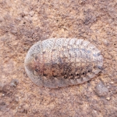 Laxta friedmani (Friedman's trilobite cockroach) at Tianjara, NSW - 22 Jul 2023 by trevorpreston