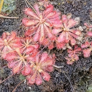 Drosera spatulata at Tianjara, NSW - 22 Jul 2023 10:34 AM