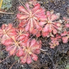 Drosera spatulata (Common Sundew) at Tianjara, NSW - 22 Jul 2023 by trevorpreston