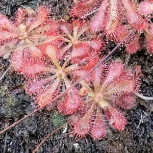 Drosera spatulata at Tianjara, NSW - 22 Jul 2023 10:34 AM