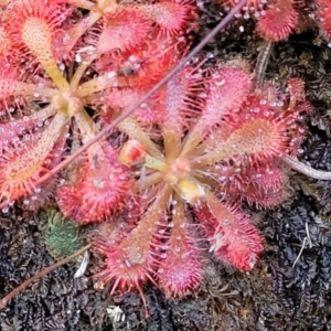 Drosera spatulata at Tianjara, NSW - 22 Jul 2023 10:34 AM