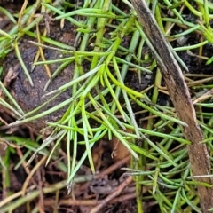 Spergularia (genus) at Tianjara, NSW - 22 Jul 2023 10:33 AM
