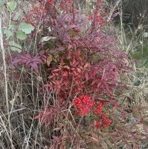 Nandina domestica at Yarralumla, ACT - 22 Jul 2023 05:20 PM