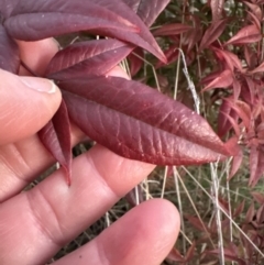 Nandina domestica at Yarralumla, ACT - 22 Jul 2023 05:20 PM