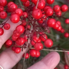 Nandina domestica at Belconnen, ACT - 22 Jul 2023