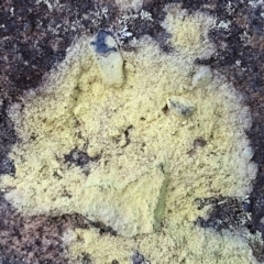 Unverified Lichen at Tianjara, NSW - 22 Jul 2023 by trevorpreston