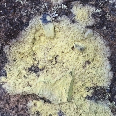 Unverified Lichen at Tianjara, NSW - 22 Jul 2023 by trevorpreston