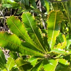 Banksia serrata (Saw Banksia) at Morton National Park - 22 Jul 2023 by trevorpreston