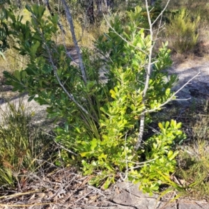 Banksia serrata at Tianjara, NSW - 22 Jul 2023 10:30 AM