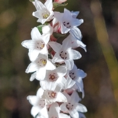 Epacris microphylla (Coral Heath) at Morton National Park - 22 Jul 2023 by trevorpreston