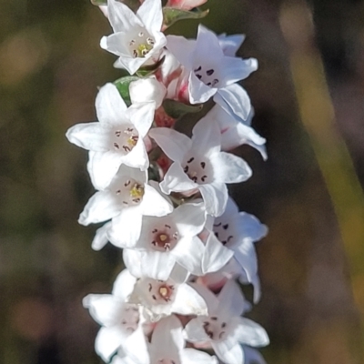 Epacris microphylla (Coral Heath) at Tianjara, NSW - 22 Jul 2023 by trevorpreston