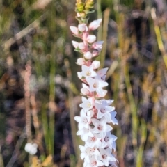 Epacris microphylla at Tianjara, NSW - 22 Jul 2023