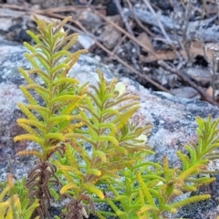 Chloanthes stoechadis at Tianjara, NSW - 22 Jul 2023 10:26 AM