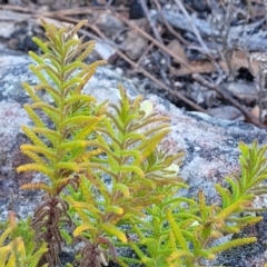 Chloanthes stoechadis at Tianjara, NSW - 22 Jul 2023