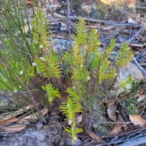 Chloanthes stoechadis at Tianjara, NSW - 22 Jul 2023 10:26 AM