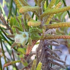 Chloanthes stoechadis at Tianjara, NSW - 22 Jul 2023