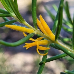 Persoonia mollis at Tianjara, NSW - 22 Jul 2023 10:25 AM