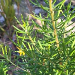 Persoonia mollis at Tianjara, NSW - 22 Jul 2023 10:25 AM