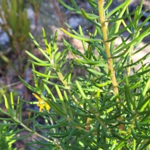 Persoonia mollis at Tianjara, NSW - 22 Jul 2023