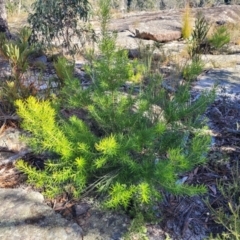 Persoonia mollis at Tianjara, NSW - 22 Jul 2023