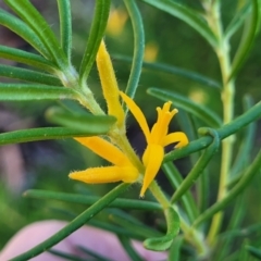 Persoonia mollis at Tianjara, NSW - 22 Jul 2023