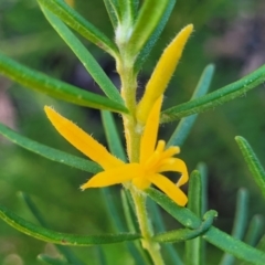 Persoonia mollis at Tianjara, NSW - 22 Jul 2023 10:25 AM