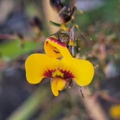 Dillwynia ramosissima (Bushy Parrot-pea) at Tianjara, NSW - 22 Jul 2023 by trevorpreston