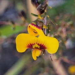 Dillwynia ramosissima (Bushy Parrot-pea) at Morton National Park - 22 Jul 2023 by trevorpreston